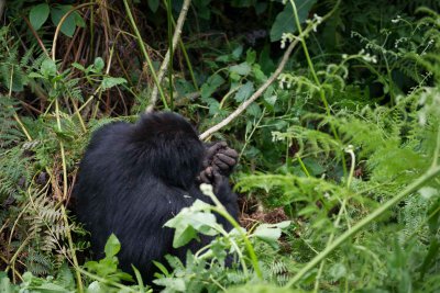 Ruanda & die Berggorillas