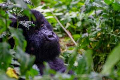 Ruanda & die Berggorillas