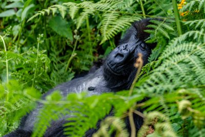 Ruanda & die Berggorillas