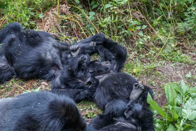 Ruanda & die Berggorillas