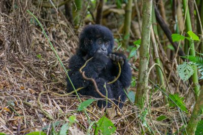 Ruanda & die Berggorillas