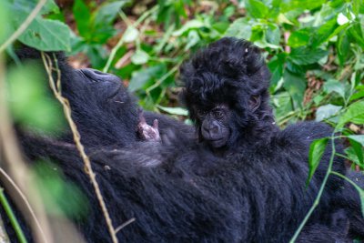 Ruanda & die Berggorillas