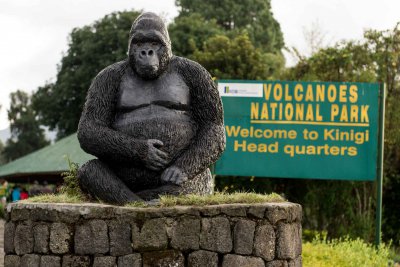 Ruanda & die Berggorillas