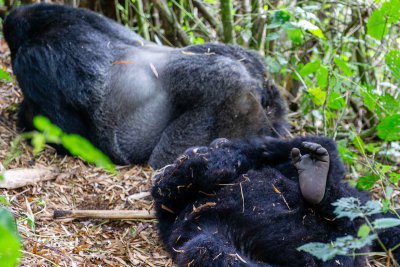 Ruanda & die Berggorillas