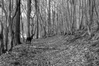Im Wald