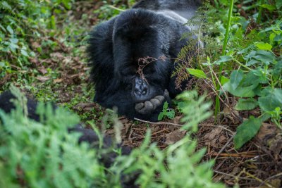 Ruanda & die Berggorillas