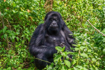 Ruanda & die Berggorillas