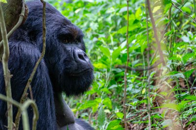 Ruanda & die Berggorillas