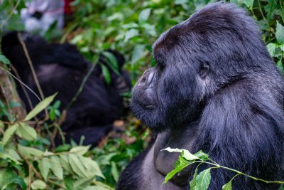 Ruanda & die Berggorillas