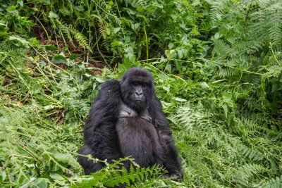 Ruanda & die Berggorillas