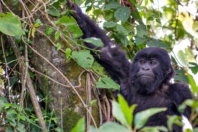 Ruanda & die Berggorillas