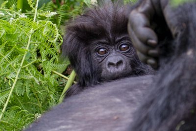 Ruanda & die Berggorillas