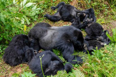 Ruanda & die Berggorillas